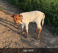 COWBOY TUFF CHEX X TEXANA CHIT CHAT (H) TAG 430