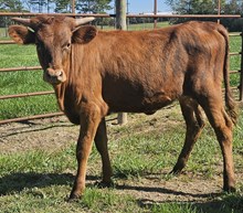 24 Mona Heifer