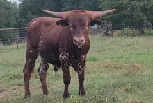 Steer calf 2023HelloDarlinxJazzNSwagg