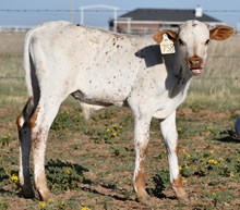 Cut'N Dried X Snakebite Bull