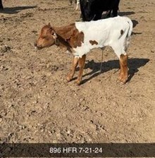 COWBOY TUFF CHEX X TEXANA CHIT CHAT (H) TAG 896