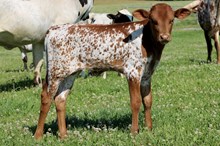 DRAG IRON X GUNPOWDER N LACE 2024 HEIFER