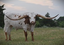 Maggie May Bull Calf 207