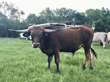 KDK Tomboy x KDK Galloping Goose Steer