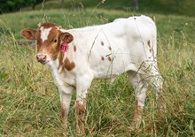 2024 HEIFER (CASANOVA LASS)