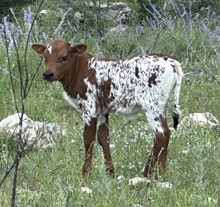 FF Fire Rose heifer 224