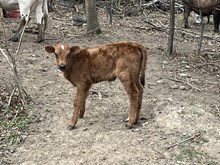 Princess Heifer Calf