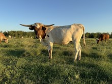 HL Rio's Lady Rangerette Heifer