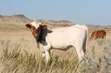 Custom Chrome/Ring of Joy steer24