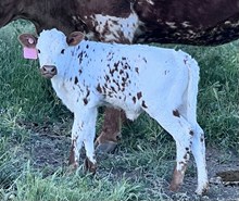 Zug bug-High voltage calf