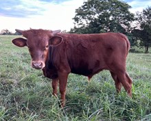 Bull calf