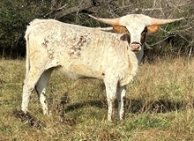 Rustic Cowgirl