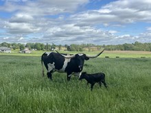 HNB Girl Friday 2024 heifer