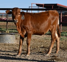 Line Up X 50 Lumens Heifer