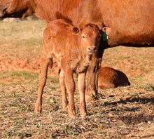 Patty Cake x EJS Cut'N Fifty Bull Calf