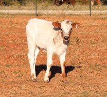 Tejas Glory x Romans 7 Bull Calf