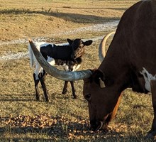 Four Eyes heifer 2024